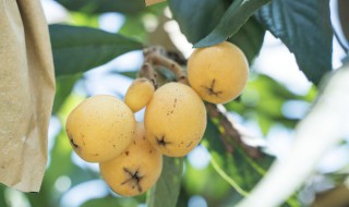 枇杷室内好养吗冬天 枇杷冬天室内好养吗