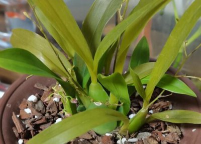 兰花烂根都有哪些表现 兰花为什么烂根什么原因