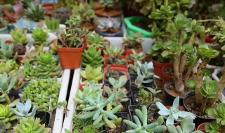 适合夏季室外盆栽有哪些 适合夏季室外盆栽有什么