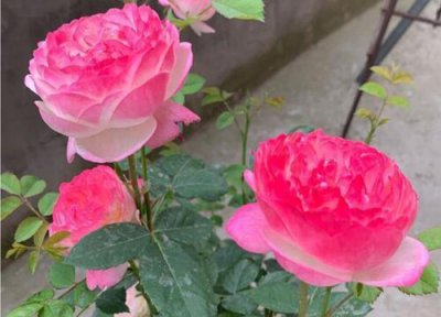 夏季月季需要每天打杀菌药吗 月季花雨后可以喷杀菌药吗