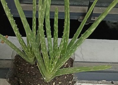 芦荟长斑点了什么原因 芦荟新芽长出斑点是怎么回事