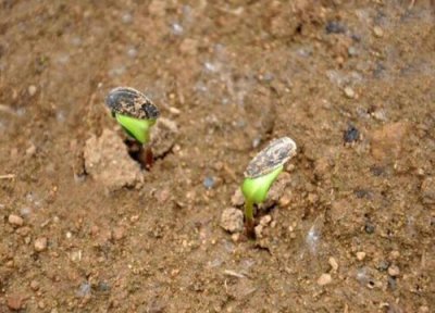 大棚西瓜播种适合时间 大棚西瓜什么时候播种合适