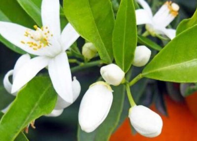 橙花一年开花次数 橙花一年开几次花