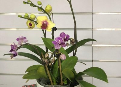 蝴蝶兰花期要不要施肥 蝴蝶兰根部追肥需要满足什么条件