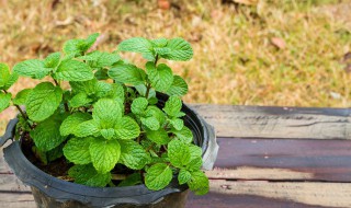 新鲜的薄荷叶怎么处理 新鲜的薄荷叶如何处理