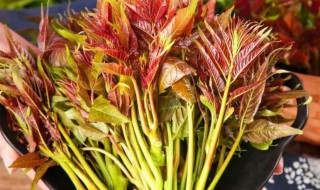 香椿长期保鲜方法 香椿如何长期保鲜