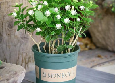 茉莉花的浇水方法和注意事项 什么时候浇水最合适