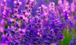 干花保存方法和注意事项 干花如何保存和注意事项