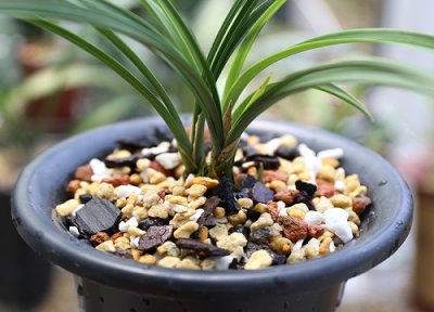 白醋浇兰花有什么好处和坏处 兰花可以用醋水浇灌吗