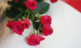 玫瑰种子什么季节适合播种 玫瑰种子适合播种的季节