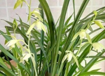 兰花的叶片上有黑斑怎么办 夏天兰花叶片出现黑斑怎么办