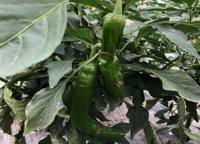 盆栽辣椒只开花不结果什么原因 花盆种辣椒不结果怎么回事