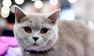 美短和英短的区别 美短和英短的区别介绍