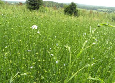 胡麻和亚麻是同一种植物吗 有什么区别