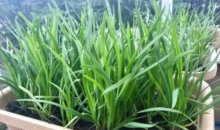 韭菜怎样种植 韭菜家庭种植方法