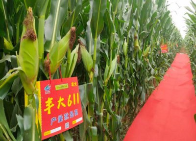 丰大611玉米种子怎么样 品种是国审吗 审定公告简介