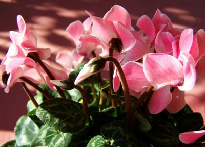 家庭养什么花最好最吉利 室内客厅放什么植物净化空气