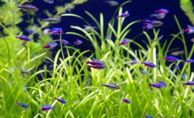 十种最漂亮的热带鱼 最好看的热带观赏鱼有哪些