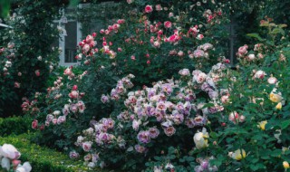 月季换盆注意事项和方法 月季如何换盆