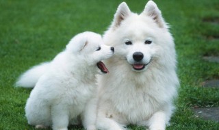 萨摩耶喜欢吃什么食物 萨摩耶能吃什么