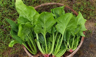 菠菜山药可以同时吃吗 菠菜和山药适合一起食用吗