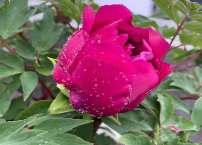 牡丹花形状颜色气味描写作文 牡丹花的样子 颜色 气味 其他形状特点怎么描写