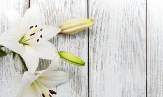 干百合盆栽养殖方法和注意 如何种植百合盆栽