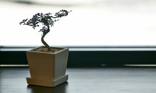 假山放什么可以旺家 假山放哪里最旺财