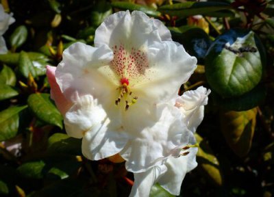 杜鹃花的寓意 杜鹃花的特点