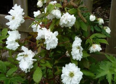 代表失恋的花 代表失恋的图片