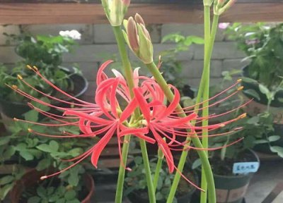 彼岸花耐寒多少度 彼岸花冬天最低能抗寒多少度