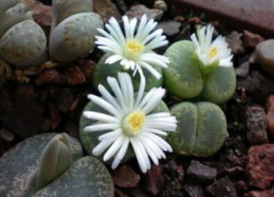 生石花的特点外貌 关于生石花种类及用途简单介绍