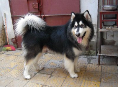 训练阿拉斯加的方法和技巧 新手阿拉斯加犬让它听话服从