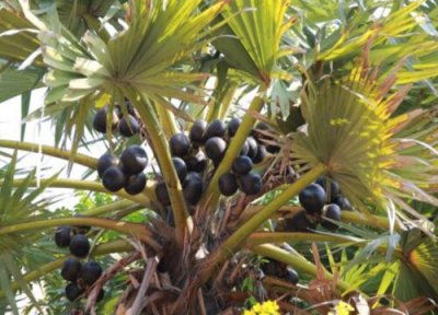 蒲葵果实能吃吗 蒲葵果子的功效与作用