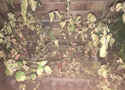 月季蓟马病的症状 月季感染红蜘蛛、蓟马以后会有哪些症状