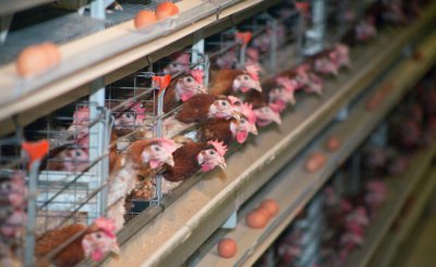 母鸡下蛋后自己吃掉鸡蛋是怎么回事 避免鸡吃鸡蛋妙招