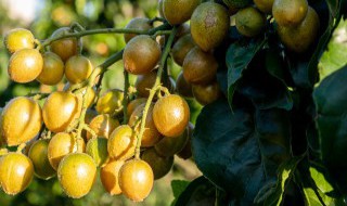 什么季节适合种植水果 哪个季节适合种植水果