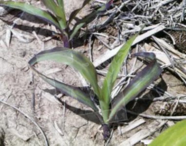 玉米苗期发红是什么情况 玉米幼苗叶子变红是什么原因