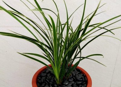 兰花总是不开花 兰花不开花都是哪些原因导致的