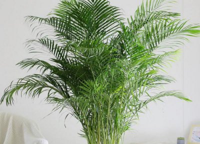 入门正对摆放凤尾竹好吗 凤尾竹放客厅对门口好吗