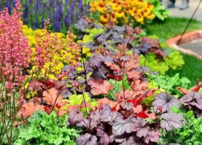 矾根会开花吗 矾根开花吗 花期多长时间