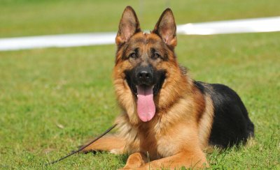 养德牧的十大坏处盘点 饲养德国牧羊犬有哪些缺点