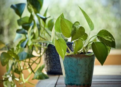 爬藤的绿萝怎样养殖 绿萝怎么养殖爬藤速度快且叶片硕大