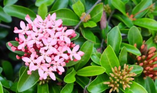 龙船花叶子干枯怎么办 龙船花叶子干枯如何解决