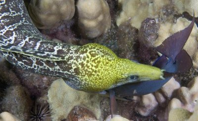 鳝鱼吃什么食物介绍 水稻田泥土的鳝鱼吃什么长大的