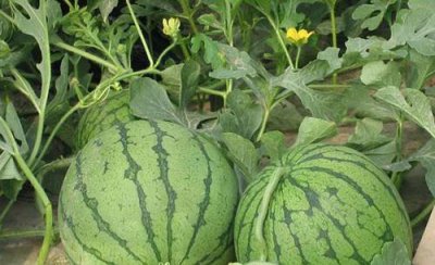 如何种植提高西瓜产量和品质 西瓜怎么施肥能增产增甜