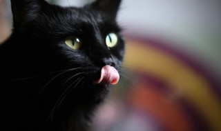 梦见黑猫什么意思 睡觉的梦见黑猫征兆有哪些