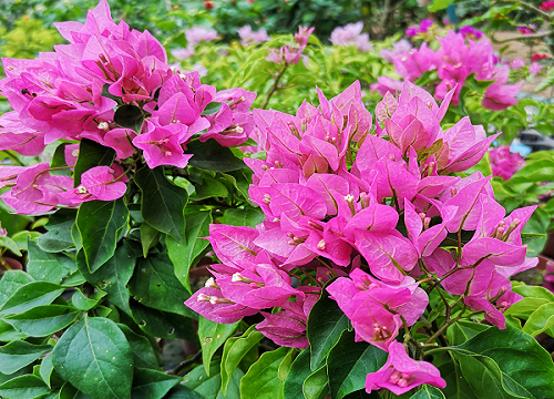 矮壮素适合什么植物与花卉