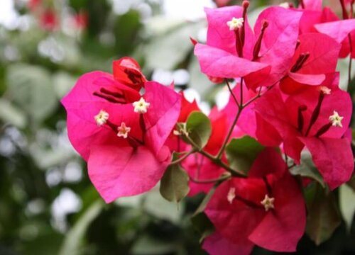 矮壮素适合什么植物与花卉