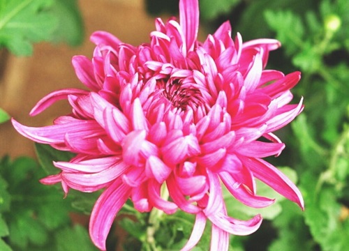 矮壮素适合什么植物与花卉